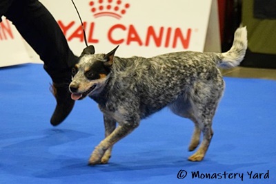 Alenkiy Tsvetochek duocacib2020