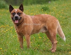 Armani Brave Drover u