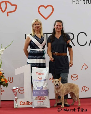 Buschteufels Daenerys Intercanis Brnou