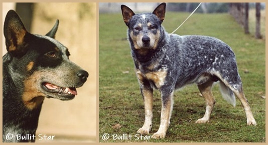 Cattlefarms Blue Arrow-2_1u-horz