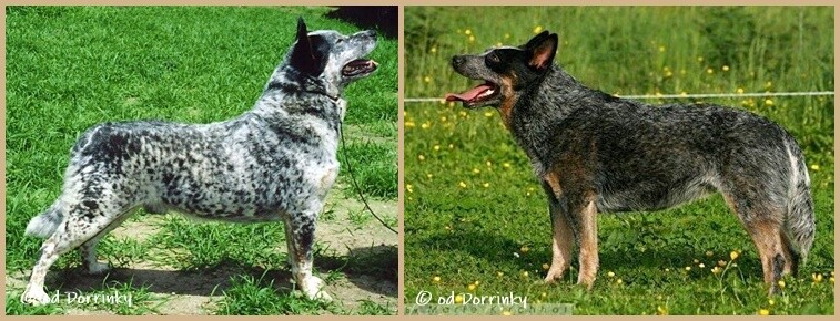 Du west Bubba Magnet-horzu