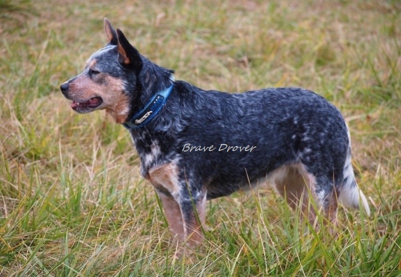 Horsemans buddies Four Strong Winds