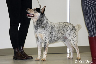 IMG_0394_Alinga_LysaC