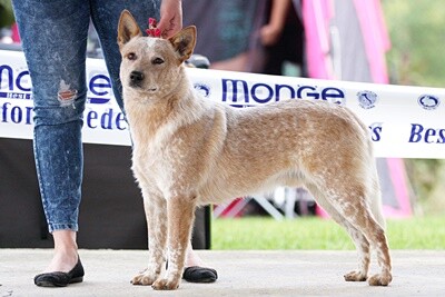 IMG_9201 Assasin 19.10.2019